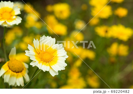 白い覆輪の黄色い春菊の花 69220482