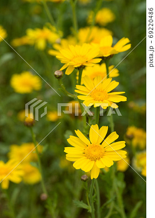 黄色い春菊の花 黄色い春菊の花 69220486