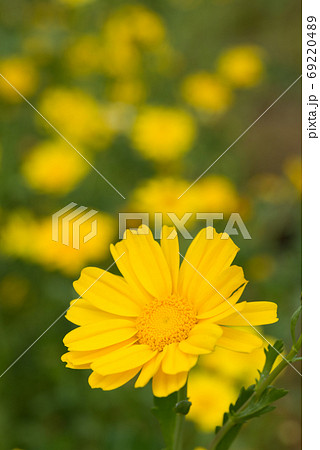 黄色い春菊の花 69220489