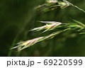 草 雑草 花 69220599