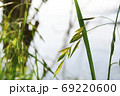 草 雑草 牧場 69220600
