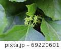 花 植物 毒草 69220601