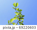葉っぱ 葉 植物 69220603