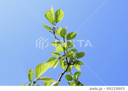 葉っぱ 葉 植物 69220603
