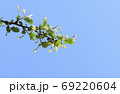 花 春 植物 69220604