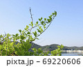 葉 植物 とう 69220606