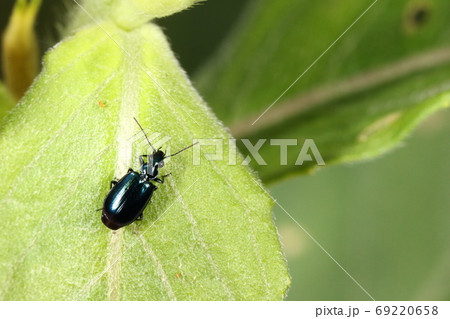 生き物 昆虫 コルリアトキリゴミムシ、大きさは四~五ミリ。光沢のある深い青色が美しい 生き物 昆虫 コルリアトキリゴミムシ、大きさは四~五ミリ。光沢のある深い青色が美しい 69220658