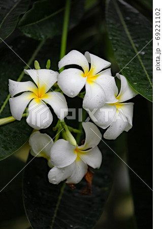 プルメリア 69221102
