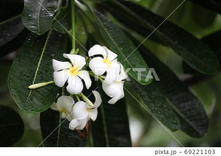 プルメリア 69221103