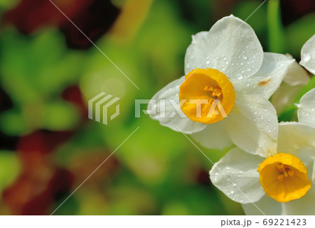 春に咲く花・スイセン 春に咲く花・スイセン 69221423