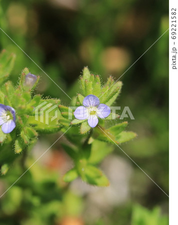 タチイヌノフグリの花 タチイヌノフグリの花 69221582