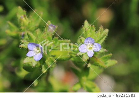 タチイヌノフグリの花 タチイヌノフグリの花 69221583