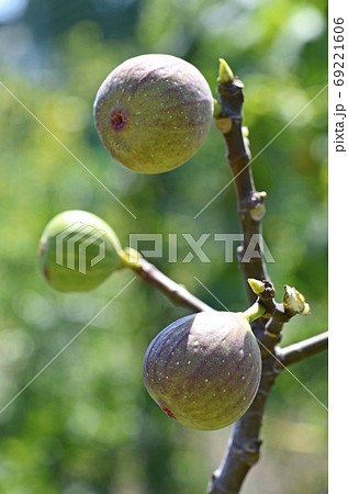 イチジク（無花果） 69221606