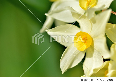 春に咲く花・スイセン 春に咲く花・スイセン 69221766
