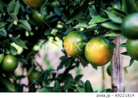 Orange on tree. Orange on tree. 69221814