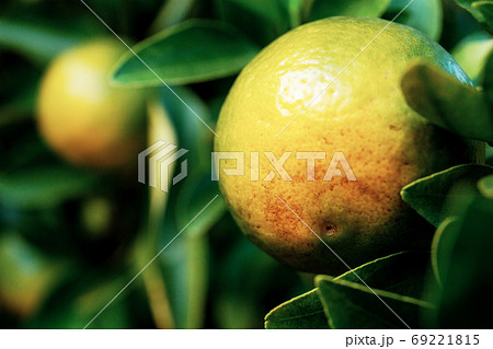 Orange on tree with green background. Orange on tree with green background. 69221815