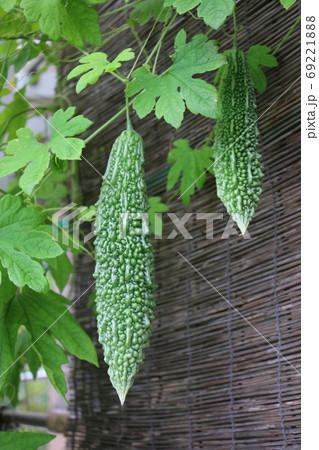 ニガウリ・ゴーヤ 69221888