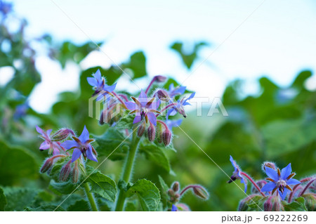 ポリジの花の写真素材