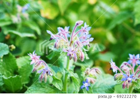 ポリジの花の写真素材