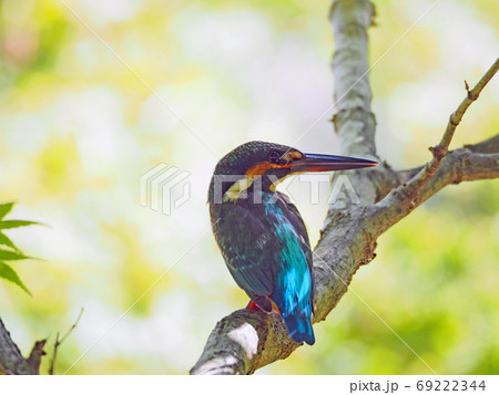 モミジの枝にとまる美しい鳥青い背のカワセミ モミジの枝にとまる美しい鳥青い背のカワセミ 69222344