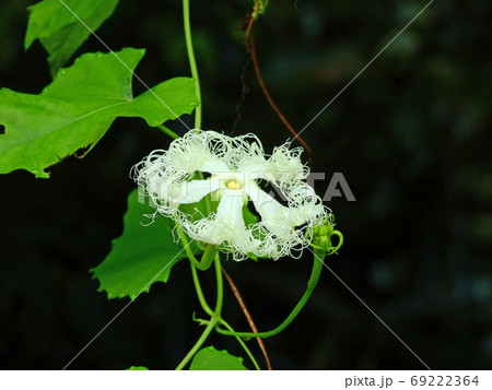 道端に咲くつる性植物のキカラスウリの白い髭状の花の写真素材