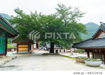 来蘇寺 夏 寺院 69222616