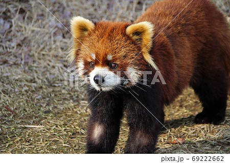 近づいてくるレッサーパンダ 69222662