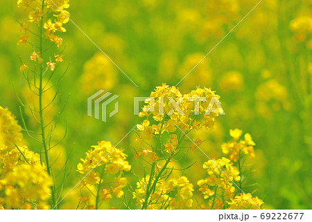 春に咲く花・ナノハナ 69222677