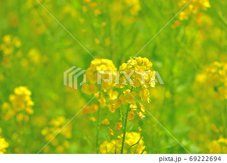 春に咲く花・ナノハナ 春に咲く花・ナノハナ 69222694
