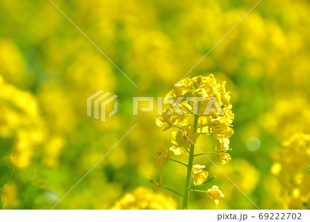 春に咲く花・ナノハナ 春に咲く花・ナノハナ 69222702