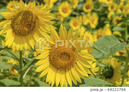 一面の向日葵 69222766