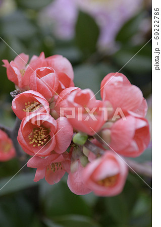木瓜の花 木瓜の花 69222786