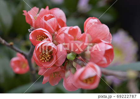 木瓜の花 69222787