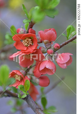 木瓜の花 木瓜の花 69222788