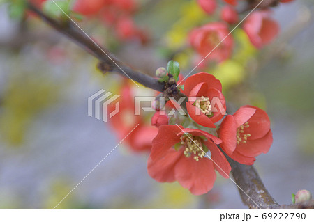 木瓜の花 木瓜の花 69222790