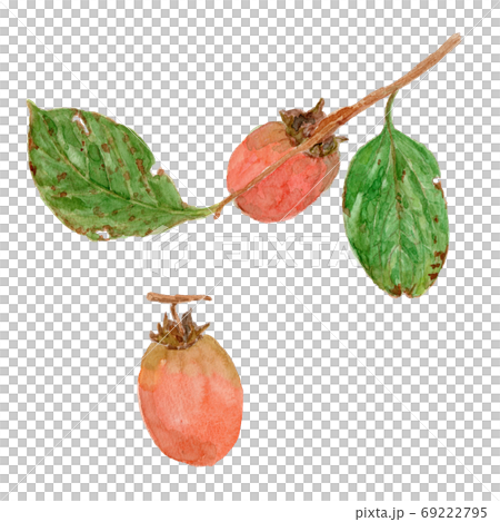 柿柿柿子(澀柿) 柿柿柿子(澀柿) 69222795