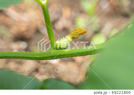 メロンの雌花　（6月）　家庭菜園 69222800