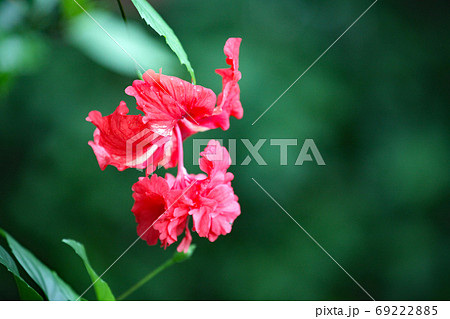 ハイビスカス 69222885