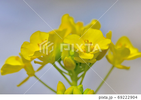春に咲く花・ナノハナ 春に咲く花・ナノハナ 69222904