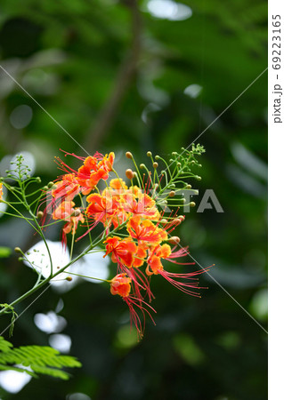 オウコチョウ 69223165