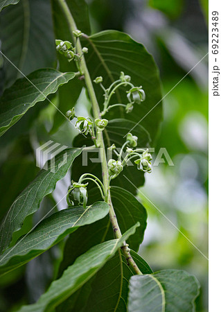 イランイランノキ 69223489