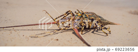 Spiny lobster inhabits tropical and subtropical waters BANNER, LONG FORMAT 69223656