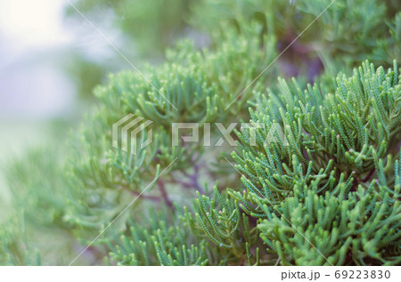 Juniper Tree in Winter Foggy Morning in Soft Focus Background. Juniper Tree in Winter Foggy Morning in Soft Focus Background. 69223830