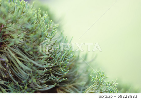 Juniper Tree in Winter Foggy Morning in Soft Focus Background. Juniper Tree in Winter Foggy Morning in Soft Focus Background. 69223833