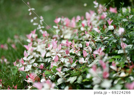 秋のハツユキカズラ 69224266