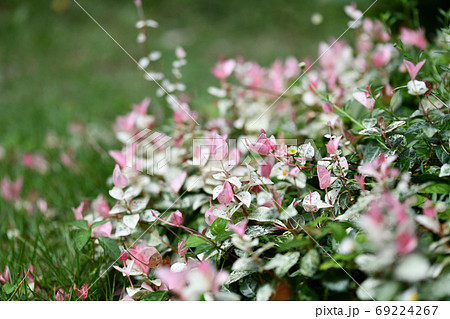 秋のハツユキカズラ 69224267