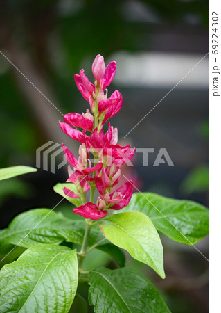 メガスケパスマ・エリトロクラミス 69224302