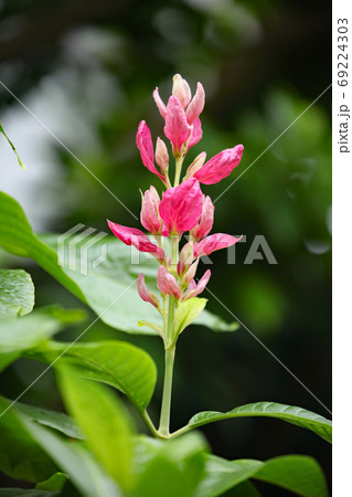 メガスケパスマ・エリトロクラミス メガスケパスマ・エリトロクラミス 69224303