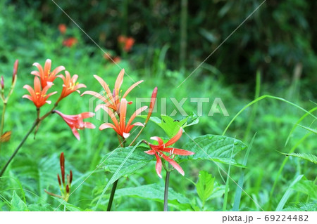もうじき花の季節が終わる キツネノカミソリ 狐の剃刀 の写真素材