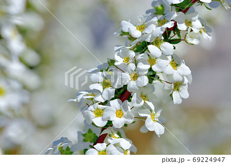 春に咲く白い花ユキヤナギの写真素材